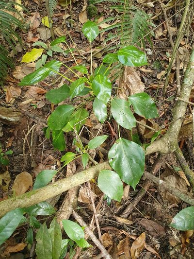 Frodinia tremula, photographed by Yolanda M. Leon