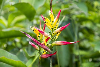 Heliconia hirsuta, photographed by David F. Belmonte