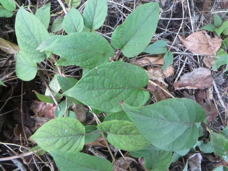 Paederia cruddasiana, photographed by Ben Machado