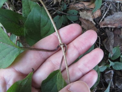 Paederia cruddasiana, photographed by Ben Machado