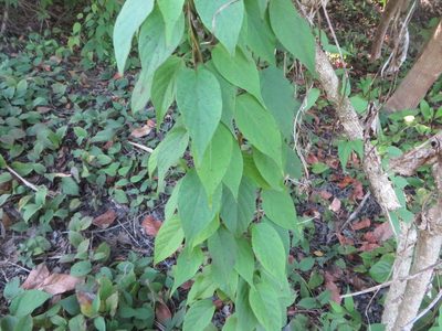 Paederia cruddasiana, photographed by Ben Machado