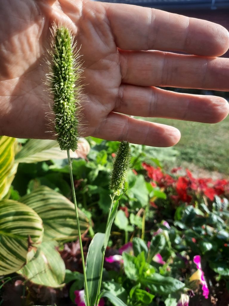 Setaria italica, photographed by Alice Shanks