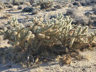 Cylindropuntia wolfii, photographed by Bob Miller