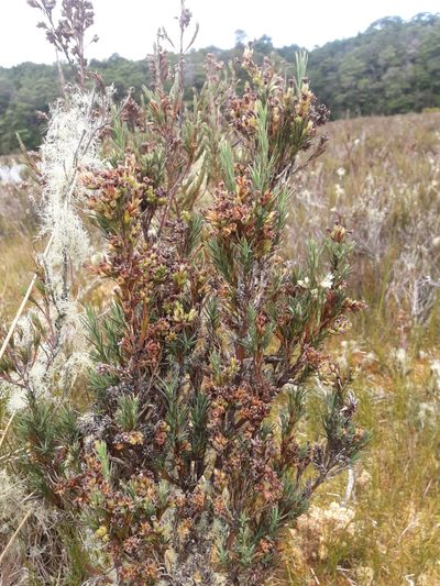 Dracophyllum oliveri, photographed by naturewatchwidow