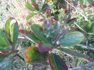 Terminalia muelleri, photographed by Ben Machado