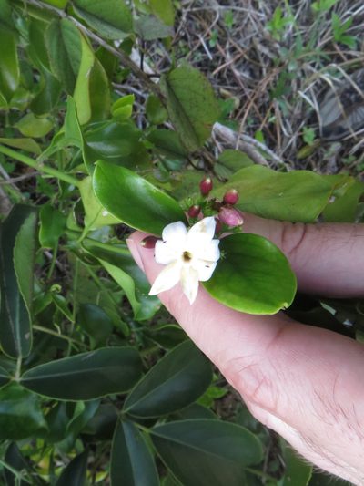 Jasminum dichotomum, photographed by Ben Machado