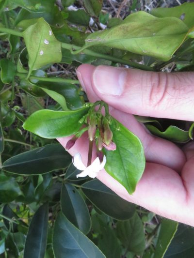 Jasminum dichotomum, photographed by Ben Machado