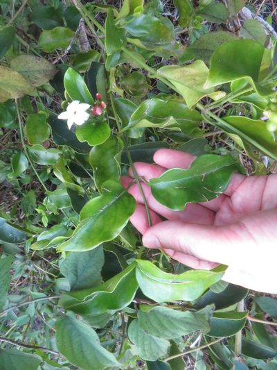 Jasminum dichotomum, photographed by Ben Machado