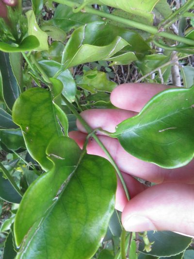 Jasminum dichotomum, photographed by Ben Machado