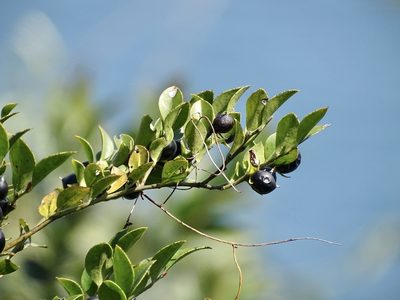Diospyros vaccinioides, photographed by Toby Y