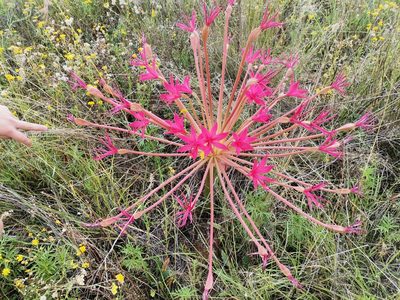 Brunsvigia radulosa, photographed by Ricus Nel