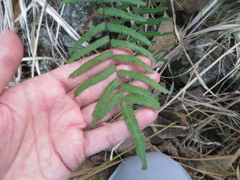 Pteris bahamensis, photographed by Ben Machado