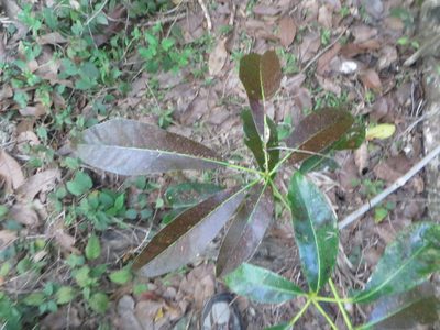 Tabebuia heterophylla, photographed by Ben Machado
