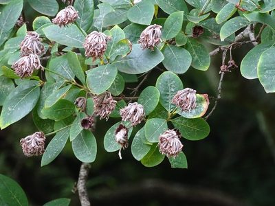 Dais cotinifolia, photographed by Shaun Swanepoel