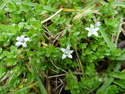 Wahlenbergia procumbens, photographed by Shaun Swanepoel