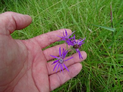 Senecio speciosus, photographed by Shaun Swanepoel