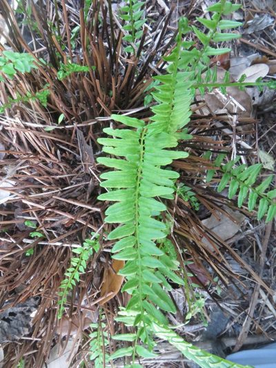 Pteris bahamensis, photographed by Ben Machado