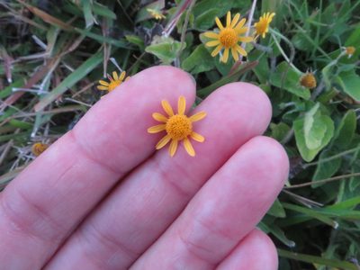Acmella pilosa