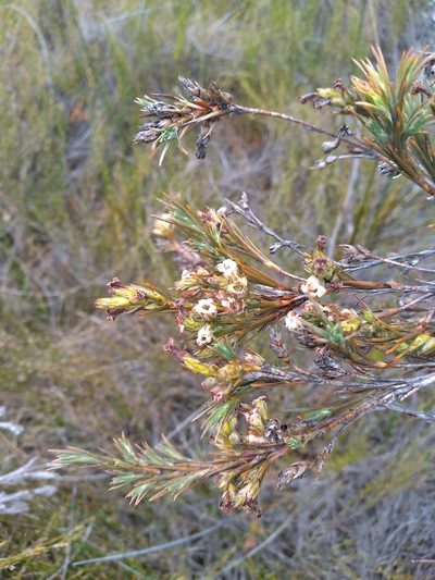 Dracophyllum oliveri, photographed by Leon Perrie