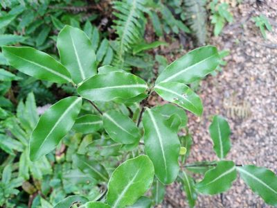 Pittosporum colensoi, photographed by Leon Perrie