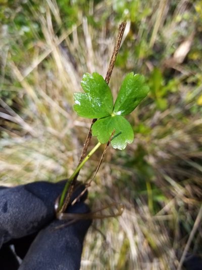 Ranunculus macropus, photographed by Joe Potter Butler