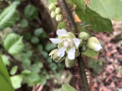 Rubus wallichianus, photographed by 黃美滿
