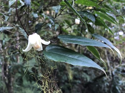 Clematis henryi, photographed by 黃美滿