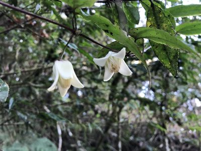 Clematis henryi, photographed by 黃美滿