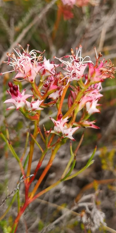 Serruria meisneriana, photographed by leandra-k_89