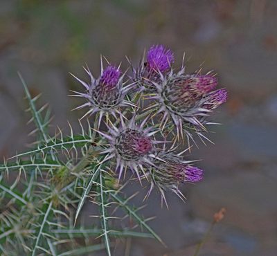 Ptilostemon afer, photographed by Kostas Zontanos