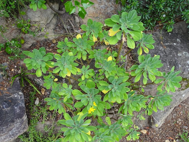 Othonna triplinervia, photographed by Shaun Swanepoel