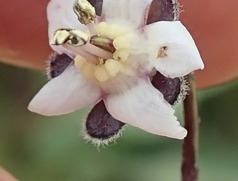 Afrotysonia glochidiata, photographed by Peter Warren