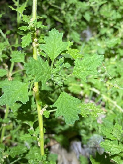Dysphania carinata, photographed by Greg Tasney