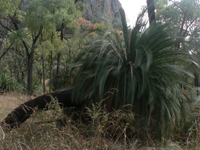 Macrozamia moorei, photographed by Yves Bas