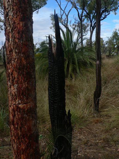 Macrozamia moorei, photographed by Yves Bas