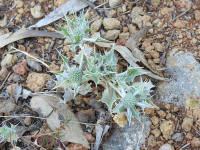 Eryngium ilicifolium, photographed by Santiago Martín-Bravo