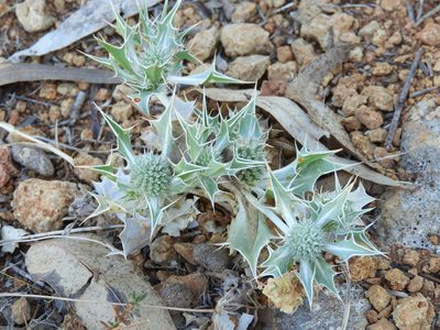 Eryngium ilicifolium, photographed by Santiago Martín-Bravo