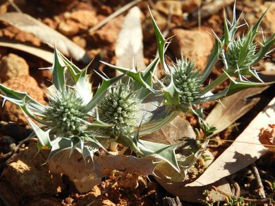 Eryngium ilicifolium, photographed by Santiago Martín-Bravo