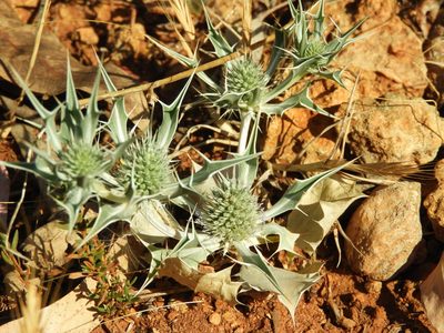 Eryngium ilicifolium, photographed by Santiago Martín-Bravo