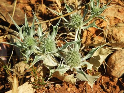 Eryngium ilicifolium, photographed by Santiago Martín-Bravo