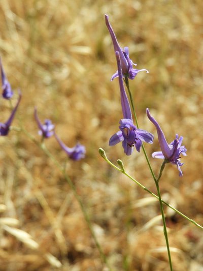 Delphinium gracile, photographed by Santiago Martín-Bravo