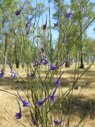 Delphinium gracile, photographed by Santiago Martín-Bravo