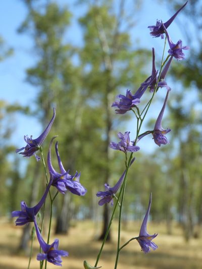 Delphinium gracile, photographed by Santiago Martín-Bravo