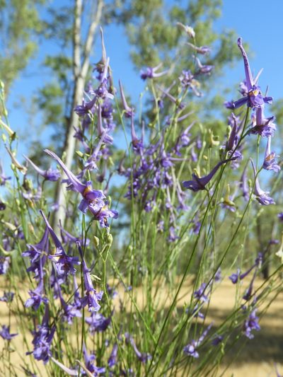 Delphinium gracile, photographed by Santiago Martín-Bravo