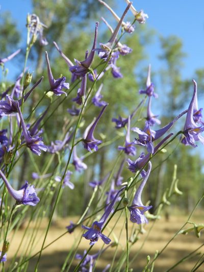 Delphinium gracile, photographed by Santiago Martín-Bravo