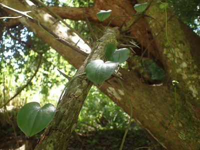 Dioscorea cotinifolia, photographed by Mahomed Desai