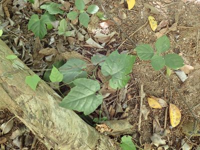 Cissus fragilis, photographed by Mahomed Desai