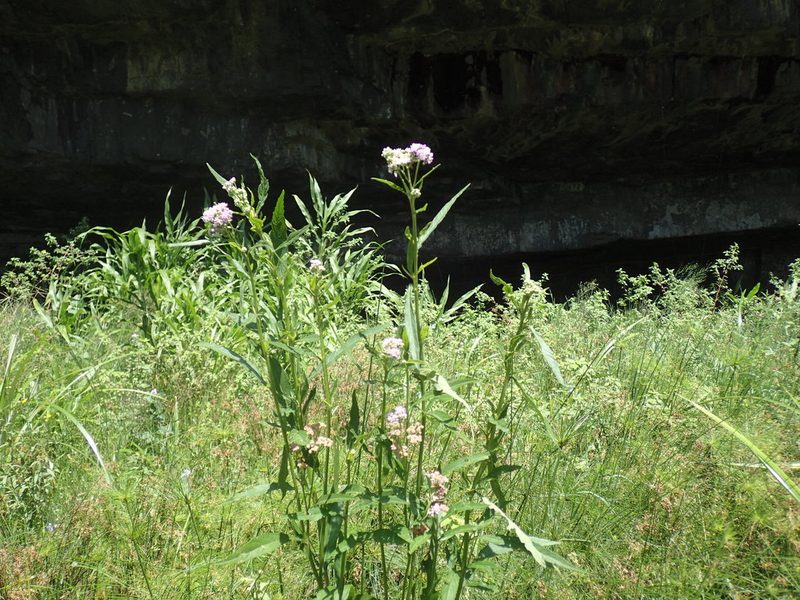 Ethulia conyzoides, photographed by Mahomed Desai