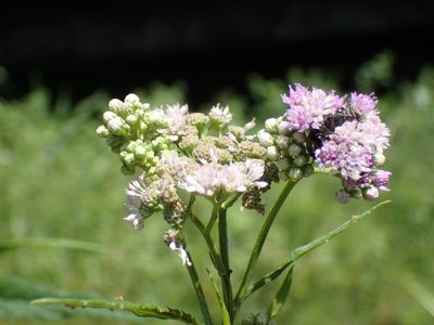 Ethulia conyzoides, photographed by Mahomed Desai