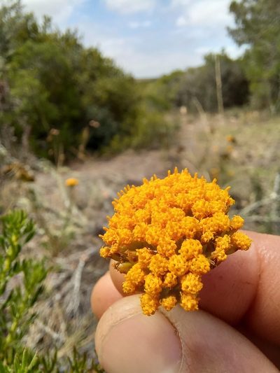 Athanasia pectinata, photographed by kevin koen